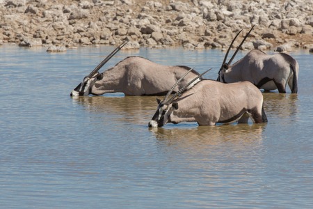 Side view of group of Oryx (Gemsbok) drinking in waterhole, Etosha National Park, Namibiaの写真素材