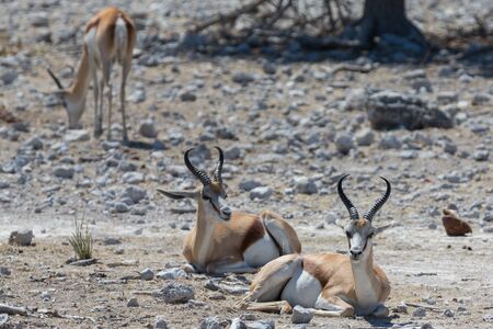Side view of Springboks over stone groundの写真素材
