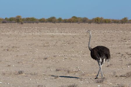 View of ostrich in Africaの写真素材