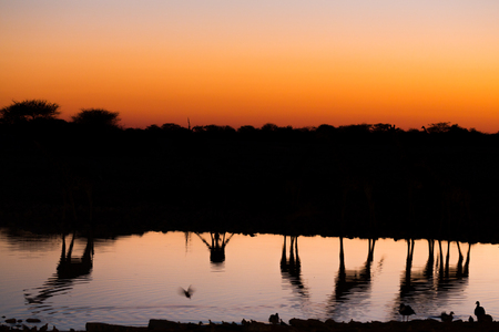 Side view of group of giraffes at sunset drinking in a waterholeの写真素材