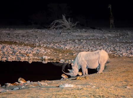 Side view of rhino at night drinking in a waterholeの写真素材