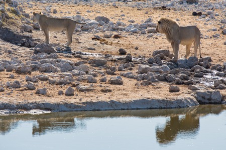 Male and female lions standing near waterholeの写真素材