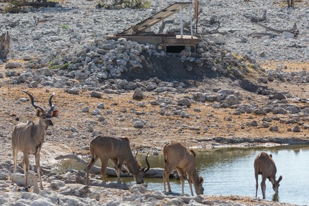 Lion watching some kudu antelopes drinking water in waterhole (focus in lion)の写真素材