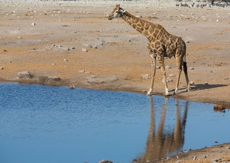 Side view of giraffe preparing for drinking water in a danger positionの写真素材