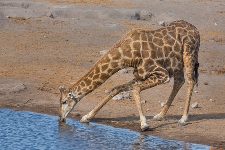 Side view of giraffe drinking water in a danger positionの写真素材