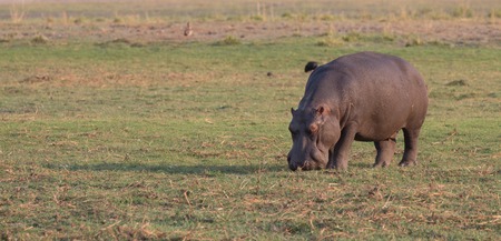 Portrait of Single Hippopotamus Amphibius grazingの写真素材