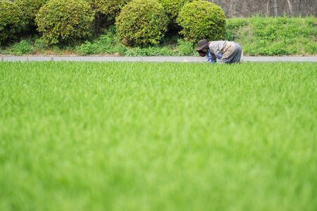 Farmer with blurred face in Rice plantationの写真素材