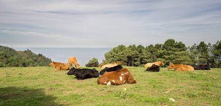 Panoramic view of Herd of cows at green field with ocean in the background