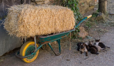 Closeup of kitten family under wheelbarrow with straw