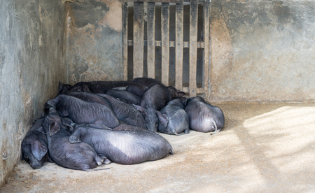 Small iberian pigs sleepingの写真素材