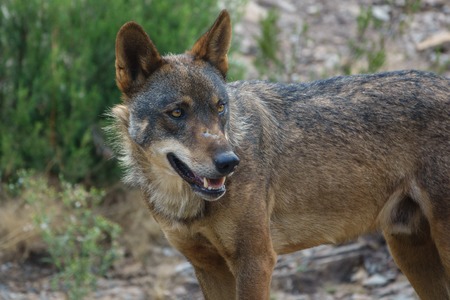 Whole wet Canis Lupus Signatus in the wild looking at the horizon, side viewの写真素材