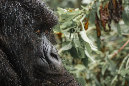 Profile closeup view of mountain gorilla face in the forest