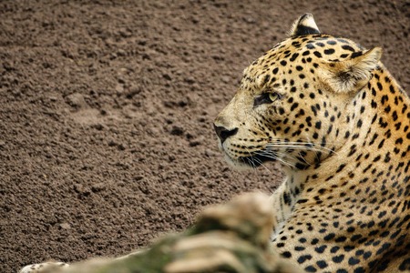 Side view of Leopard (Tiger) standing on the sandの写真素材