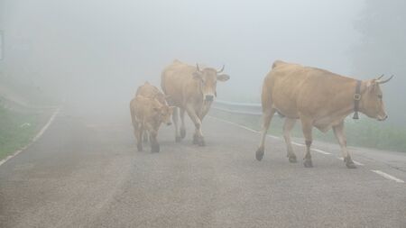 Dangerous Foggy road with cows in the middleの写真素材