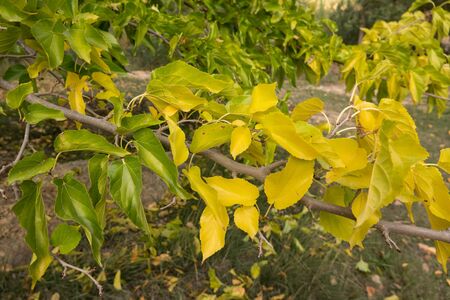 Closeup of yellow and green tree leafs