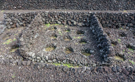 Vineyards in Terceira surrounded with rocks, Azoresの写真素材