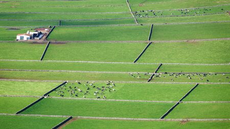 Farm fields with cows top view in the Terceira island in Azoresの写真素材