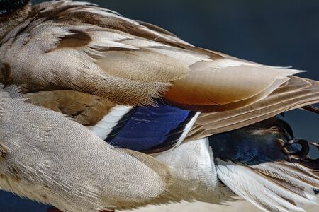 Duck wings closeupの写真素材