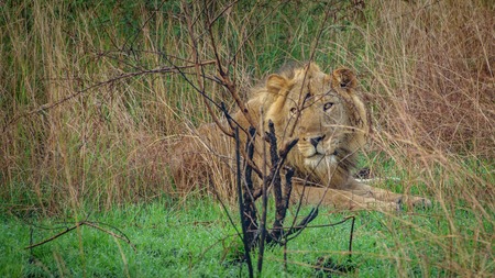 Old male lion with scars laid downの写真素材