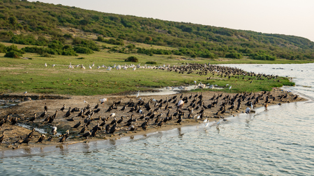 River shore with pelicans and cormorantsの写真素材