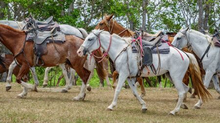 Horses prepared for tourists walkingの写真素材
