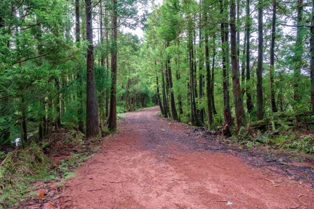 Mountain track over the forestの写真素材