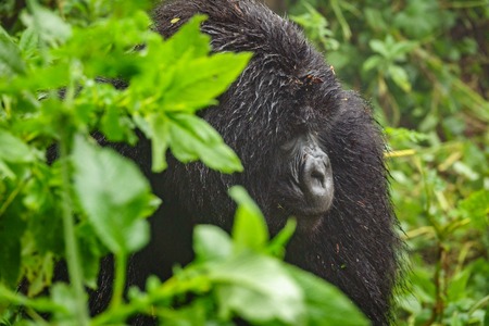 Mountain gorilla thinking in the forestの写真素材