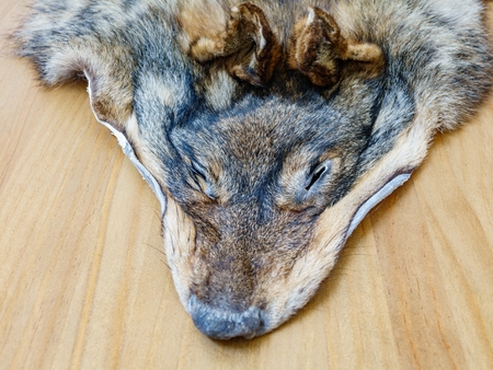 wolf skin over table, canis lupus signatus