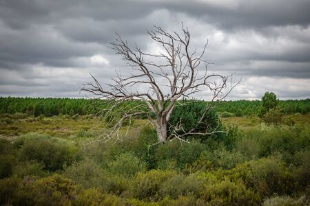 Dry chestnut tree in the wildernessの写真素材