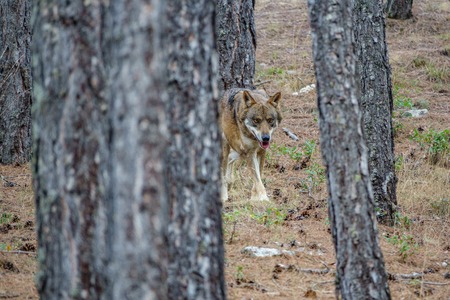 Canis Lupus Signatus between pine tree trunks n3