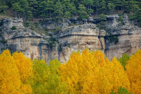 Poplar trees in yellow color with blurred rocks in the backgroundの写真素材