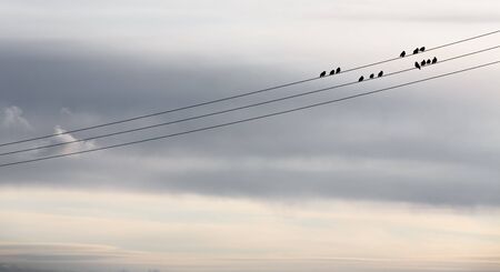 Black birds perching over power lineの写真素材