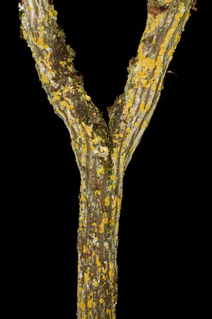 Y shape trunk over blackの写真素材