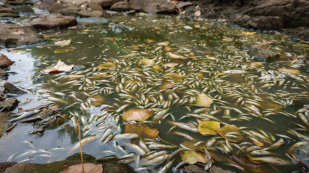 Dead fish in the remaining riverbed water poolの写真素材