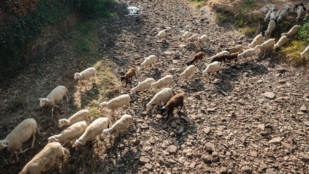 Sheep cattle over dry riverbedの写真素材