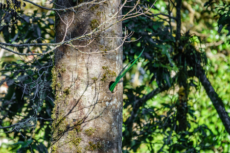 Beautiful Quetzal tail feathers outside nest in nature tropic habitat of Costa Ricaの写真素材