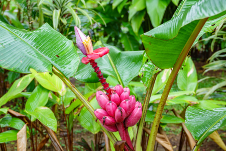 A cluster of pink velvet bananas in the rainy forestの写真素材