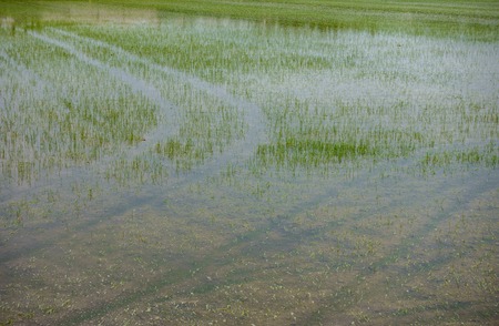 Rice plantation flooded with wheel marksの写真素材