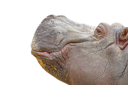 Profile of hippo head isolated on whiteの写真素材