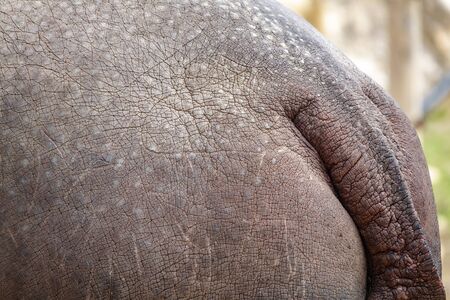 Hippo rear view closeupの写真素材