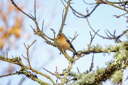male Chaffinch Fringilla coelebs over branchの写真素材