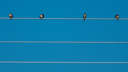 Swallows over electrical wires