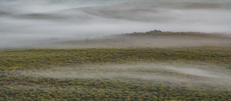 Distant bush with misty and deers feedingの写真素材