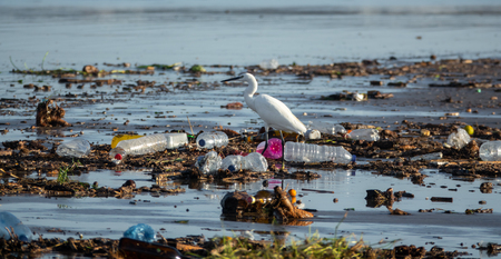 Egretta garzetta walking between many plastic bottles and garbageの写真素材