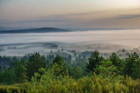 Foggy sunrise in the country with firebreakの写真素材