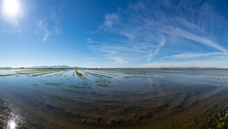 Huge rice field plantation with bright sunの写真素材