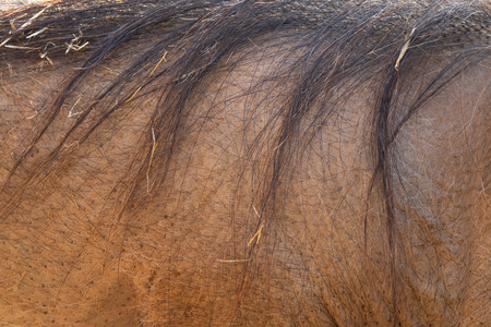 Closeup of warthog back with long hairsの写真素材