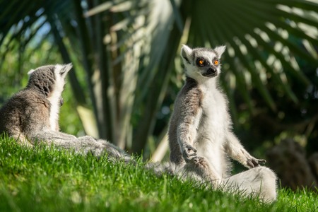 Lemur catta profile view having sunbathe in yoga positionの素材 [FY310117420361]