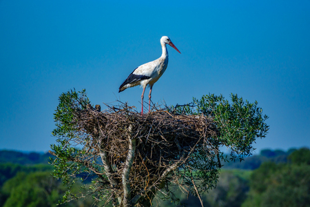 Stork over the nest on top of the treeの写真素材
