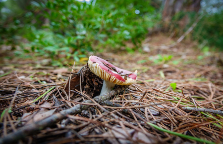 Mushroom hidden under pine tree dry leafsの写真素材